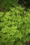 Artemisia annua RCP7-2015 (161).JPG